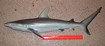 Image of Carcharhinus amblyrhynchos (Blacktail reef shark)