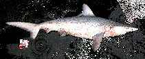 Carcharhinus hemiodon, Pondicherry shark : fisheries
