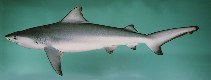 Image of Carcharhinus leucas (Bull shark)