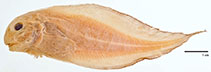 Image of Careproctus roseofuscus (Round snailfish)