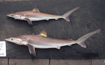 Image of Carcharhinus signatus (Night shark)