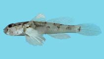 Image of Cabillus tongarevae (Tongareva goby)