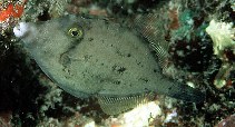 Image of Cantherhines verecundus (Shy filefish)