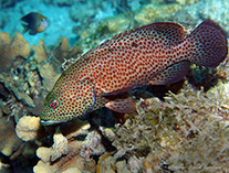 Image of Cephalopholis cruentata (Graysby)