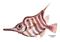Image of Centriscops humerosus (Banded yellowfish)