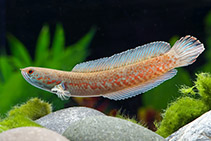 Image of Channa andrao (Redspotted snakehead)