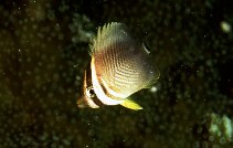 Image of Chaetodon baronessa (Eastern triangular butterflyfish)