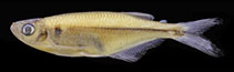 Image of Chrysobrycon calamar 