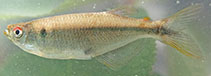Image of Chrysobrycon calamar 
