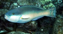 Image of Chlorurus capistratoides (Indian parrotfish)