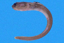 Image of Chiloconger dentatus (Shortsnout conger)