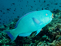 Image of Chlorurus enneacanthus (Captain parrotfish)