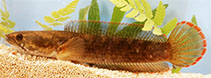 Image of Channa gachua (Red seam snakehead)
