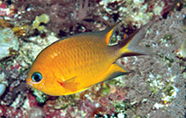 Image of Pycnochromis howsoni 