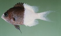 Image of Pycnochromis iomelas (Half-and-half chromis)