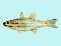 Image of Cheilodipterus isostigma (Dog-toothed cardinalfish)