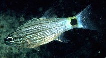 Image of Cheilodipterus lachneri (Aqaba Cardinalfish)