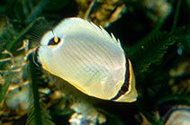 Image of Chaetodon lunulatus (Oval butterflyfish)
