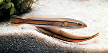 Image of Channa micropeltes (Indonesian snakehead)