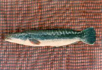 Image of Channa micropeltes (Indonesian snakehead)