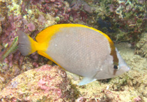 Image of Chaetodon sanctaehelenae (Saint Helena butterflyfish)