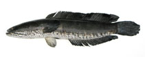 Image of Channa striata (Striped snakehead)