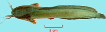 Image of Clarias macrocephalus (Bighead catfish)
