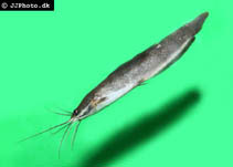 Image of Clarias nieuhofii (Slender walking catfish)