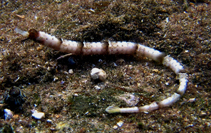 Image of Cosmocampus albirostris (Whitenose pipefish)