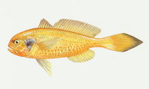 Image of Collichthys niveatus 