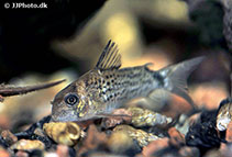 Image of Corydoras osteocarus (Bonehead cory)