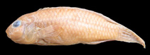 Image of Congochromis pugnatus 