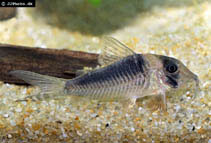 Image of Corydoras serratus (Sawtooth cory)