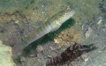 Image of Cryptocentrus multicinctus (Multibarred shrimpgoby)