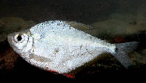 Image of Ctenobrycon spilurus (Silver tetra)