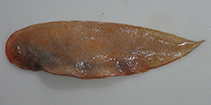 Image of Cynoglossus broadhursti (Southern tongue sole)