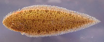 Image of Cynoglossus feldmanni (River tonguesole)