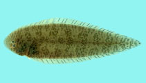 Image of Cynoglossus puncticeps (Speckled tonguesole)