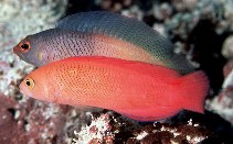 Image of Cypho purpurascens (Oblique-lined dottyback)