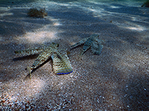 tn_Davol_u6.jpg