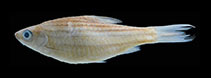 Image of Desmopuntius gemellus 