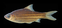 Image of Desmopuntius johorensis (Striped barb)