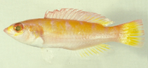 Image of Decodon pacificus (Ten-tooth wrasse)