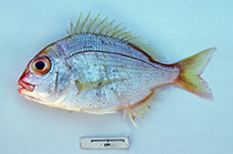 Image of Dentex spariformis (Saffronfin sea bream)