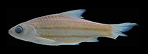 Image of Desmopuntius trifasciatus 