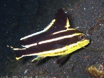 Image of Diagramma pictum (Painted sweetlips)