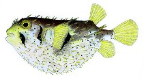 Image of Dicotylichthys punctulatus (Three-barred porcupinefish)