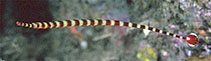 Image of Dunckerocampus naia (Naia pipefish)