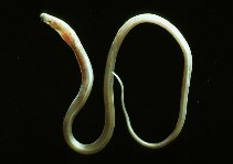 Image of Dysomma brevirostre (Pignosed arrowtooth eel)