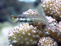 Image of Ecsenius yaeyamaensis (Yaeyama blenny)